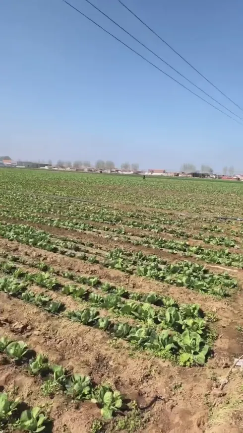 Yiman Agriculture がキャベツの酢漬け一括輸入プロジェクトの理想的なサプライヤーとなる主な強みは何ですか?