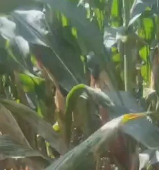 中国の高エネルギー混合サイレージ飼料はどのようにして農業コストを削減し、家畜の成長を促進できるのでしょうか?