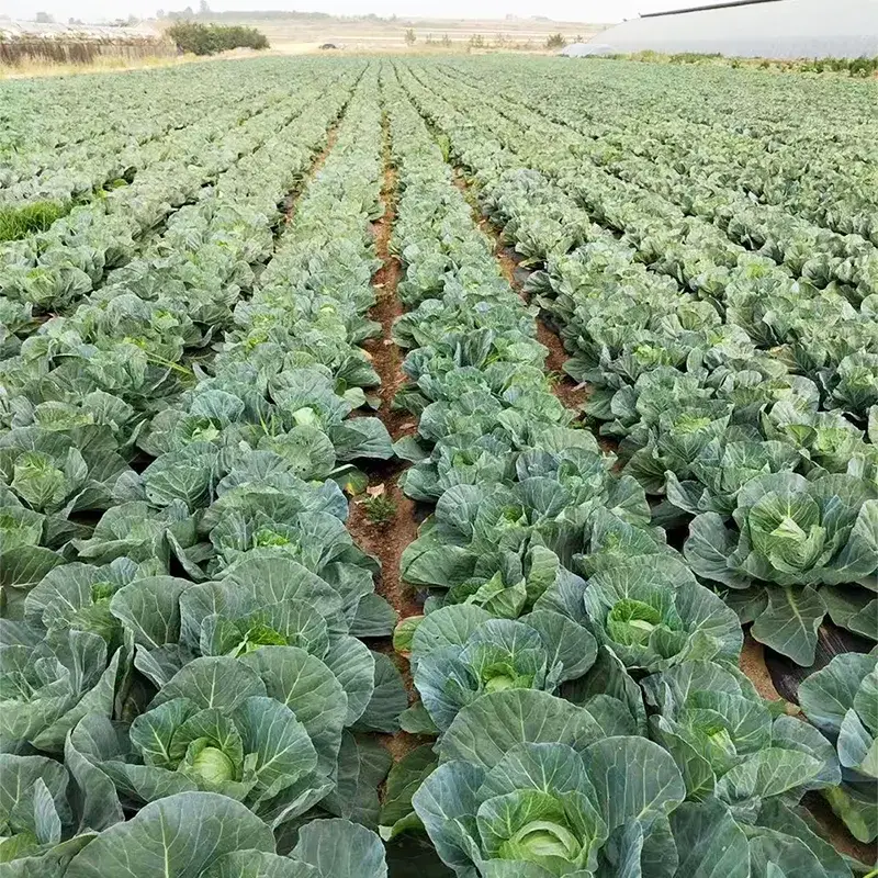農場の新鮮な丸キャベツ