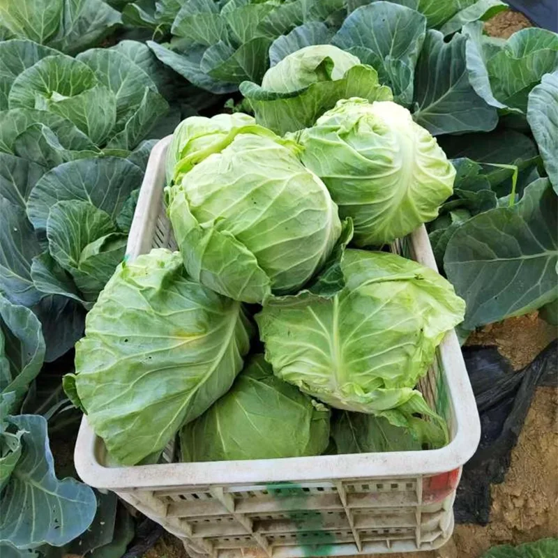 中サイズの新鮮な丸キャベツ
